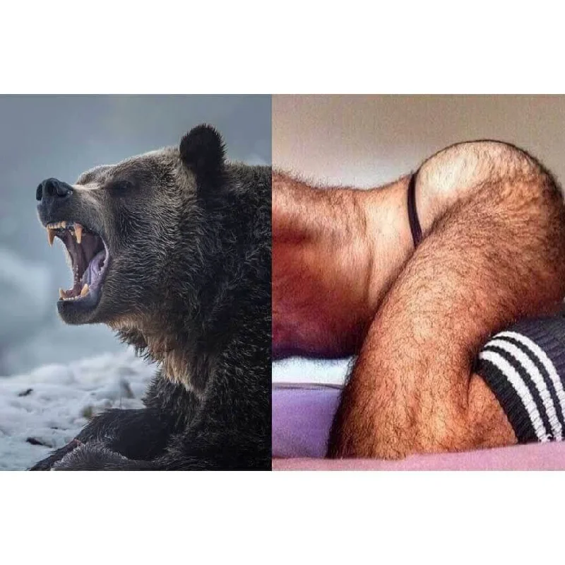 Naro Pinosa Growling Bear Postcard